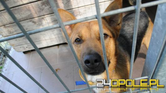 Opolskie schronisko dla bezdomnych zwierz±t najbardziej potrzebuje... adopcji