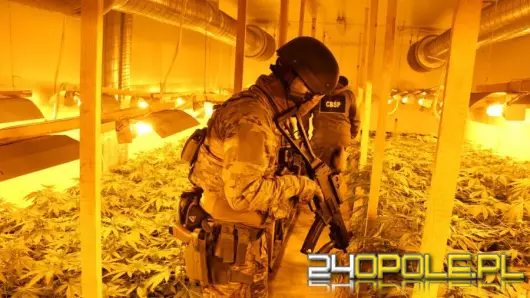 CBŚP zlikwidowało trzy duże plantacje konopi