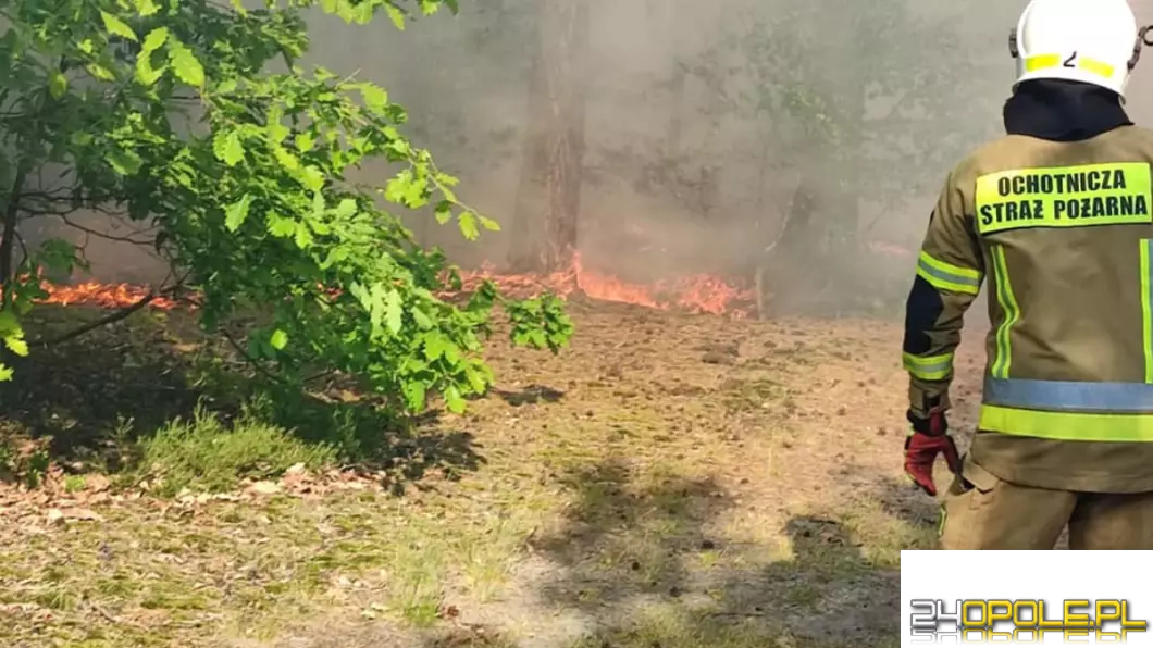 Płoną lasy. Susza coraz groźniejsza. Prognozy nie wróżą poprawy