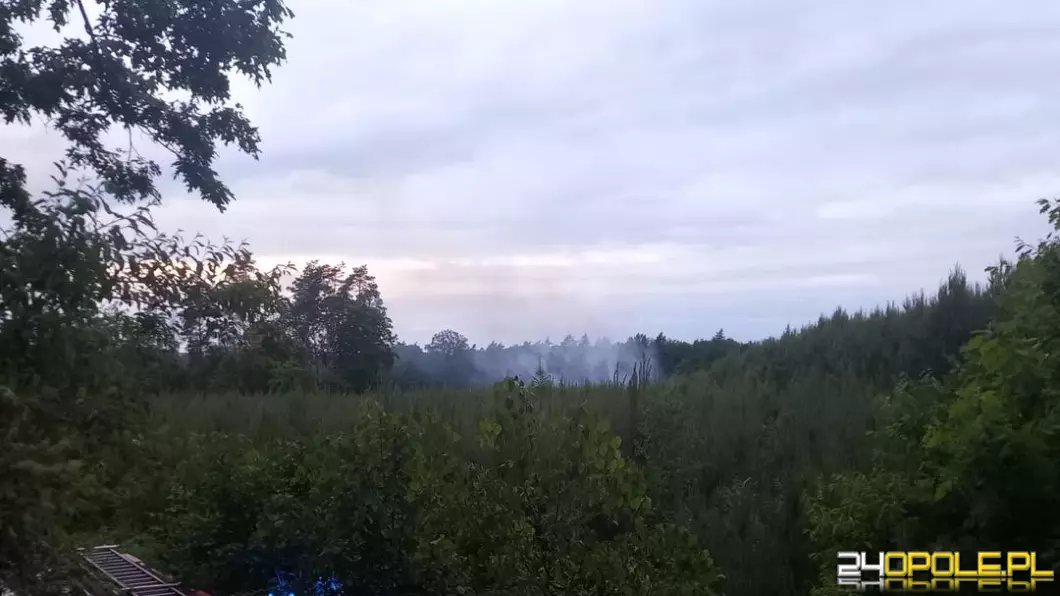 Pożar młodnika w powiecie kędzierzyńsko-kozielskim. To sprawka podpalacza
