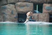 Uchatki Kalifornijskie w opolskim ZOO