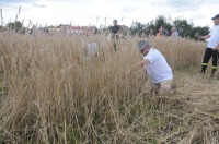 XVI Turniej Żniwowania Metodami Tradycyjnymi - Złota Kosa 2016 - 7387_foto_24opole0345.jpg