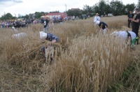 XVI Turniej Żniwowania Metodami Tradycyjnymi - Złota Kosa 2016 - 7387_foto_24opole0358.jpg