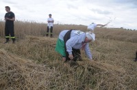 XVI Turniej Żniwowania Metodami Tradycyjnymi - Złota Kosa 2016 - 7387_foto_24opole0373.jpg