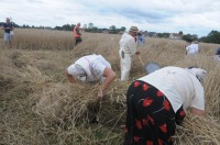 XVI Turniej Żniwowania Metodami Tradycyjnymi - Złota Kosa 2016 - 7387_foto_24opole0434.jpg