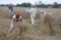 XVI Turniej Żniwowania Metodami Tradycyjnymi - Złota Kosa 2016 - 7387_foto_24opole0444.jpg