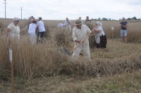 XVI Turniej Żniwowania Metodami Tradycyjnymi - Złota Kosa 2016 - 7387_foto_24opole0460.jpg