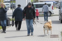 XXXVI Międzynarodowa Wystawa Psów Rasowych Opole 2017 - 7745_24opole_foto_276.jpg