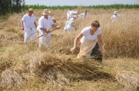 Złota Kosa 2017 w Piątkowicach - 7881_zlotakosa_24opole_155.jpg