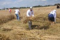 Złota Kosa 2017 w Piątkowicach - 7881_zlotakosa_24opole_158.jpg