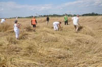 Złota Kosa 2017 w Piątkowicach - 7881_zlotakosa_24opole_160.jpg