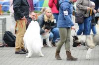 Międzynarodowa Wystawa Psów Rasowych 2019 - 8319_foto_24opole_139.jpg