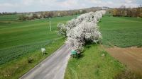 Kwitną Aleje Czereśniowe przy Górze Świętej Anny - 8819_foto_24opole_0013.jpg