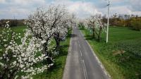 Kwitną Aleje Czereśniowe przy Górze Świętej Anny - 8819_foto_24opole_0024.jpg