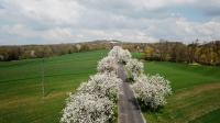 Kwitną Aleje Czereśniowe przy Górze Świętej Anny - 8819_foto_24opole_0038.jpg