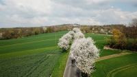 Kwitną Aleje Czereśniowe przy Górze Świętej Anny - 8819_foto_24opole_0062.jpg