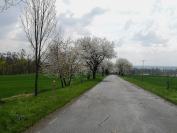 Kwitną Aleje Czereśniowe przy Górze Świętej Anny - 8819_foto_24opole_0071.jpg