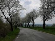 Kwitną Aleje Czereśniowe przy Górze Świętej Anny - 8819_foto_24opole_0072.jpg