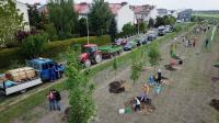 Akcja Sadzimy Drzewa w Opolu - Kolonia Gosławicka - 8828_foto_24opole_0228.jpg