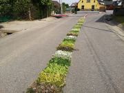 Dywany kwietne układane na Boże Ciało w Kluczu