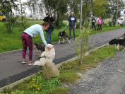 Rodzinny Dogtrekking \