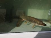 10. Wojewódzkie Święto Karpia oPolskiego