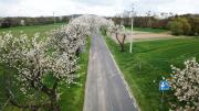 Aleja Czereśniowa Kwitnie - Warto to zobaczyć 