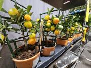 Festiwal Roślin w Toyota PArk