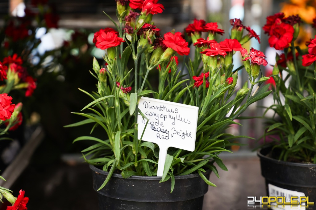 24opole.pl