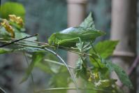 Nocne zwiedzanie zoo - 9379_dsc_6883.jpg