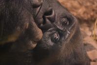 Nocne zwiedzanie zoo - 9379_dsc_6889.jpg