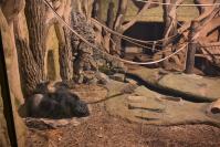 Nocne zwiedzanie zoo - 9379_dsc_6901.jpg