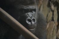 Nocne zwiedzanie zoo - 9379_dsc_6924.jpg