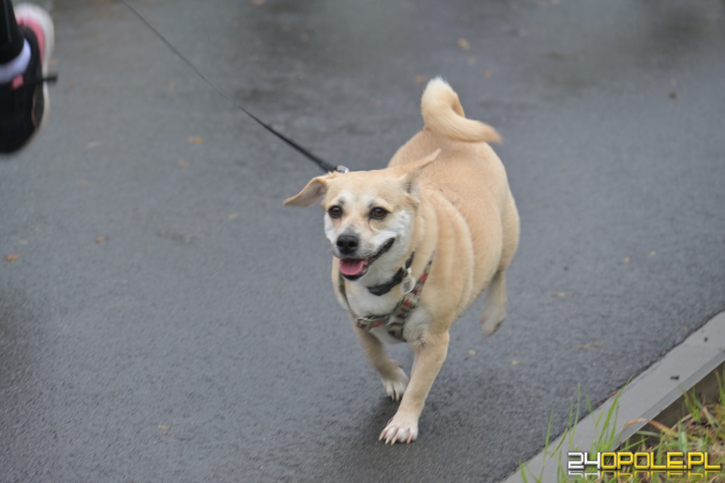 Rodzinny Dogtrekking 2026