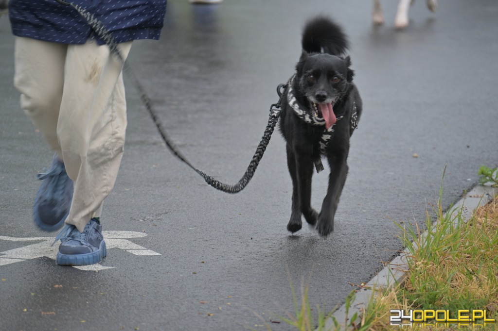 Rodzinny Dogtrekking 2026