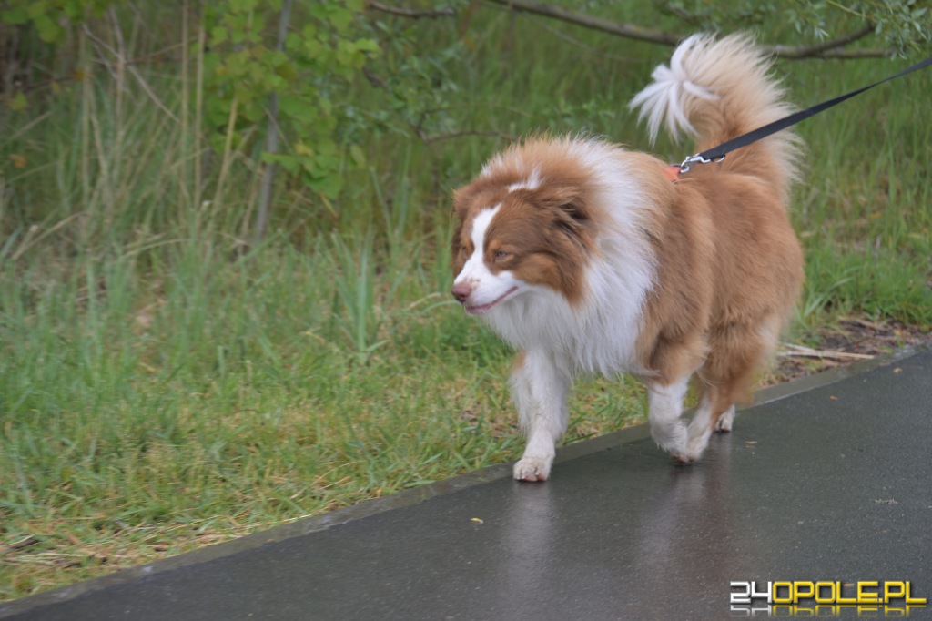 Rodzinny Dogtrekking 2026