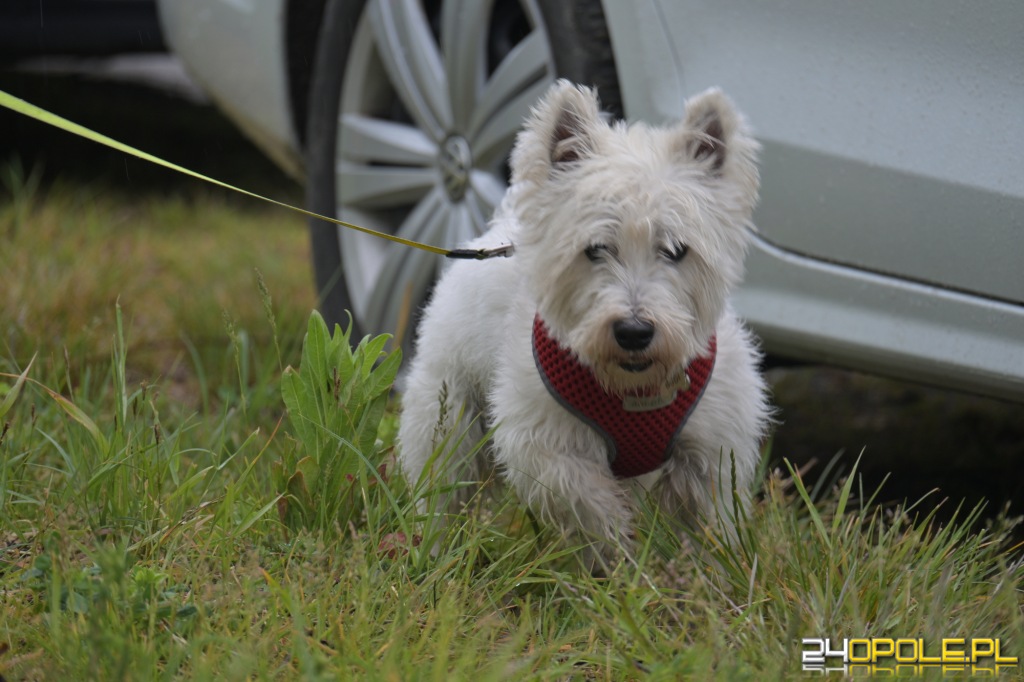 Rodzinny Dogtrekking 2026