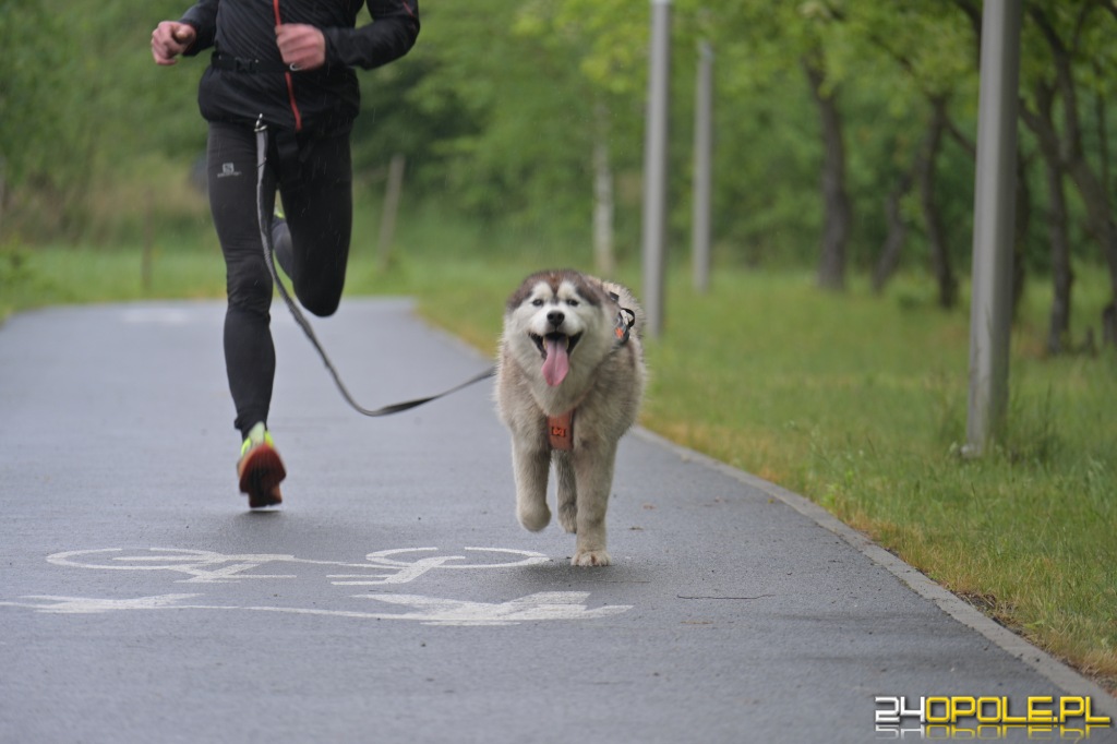 Rodzinny Dogtrekking 2026