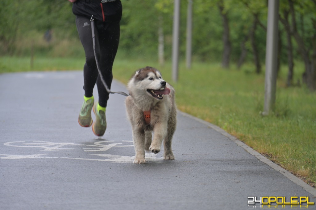 Rodzinny Dogtrekking 2026