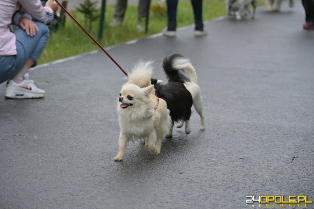 Rodzinny Dogtrekking 2026