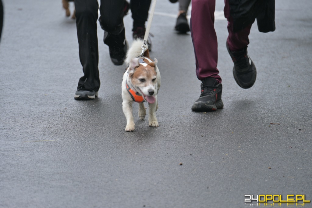 Rodzinny Dogtrekking 2026