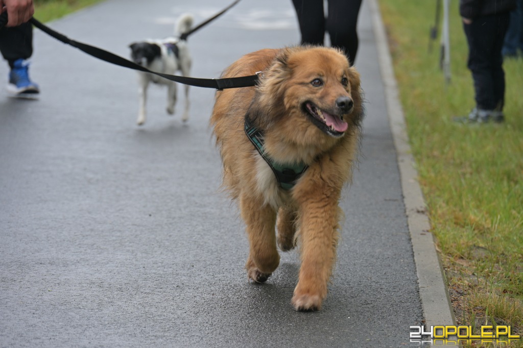 Rodzinny Dogtrekking 2026