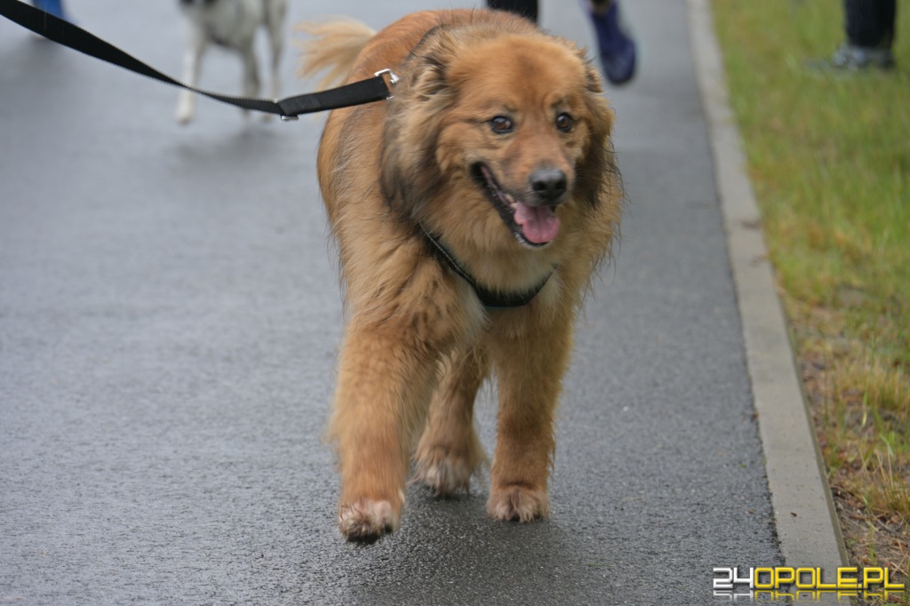 Rodzinny Dogtrekking 2026