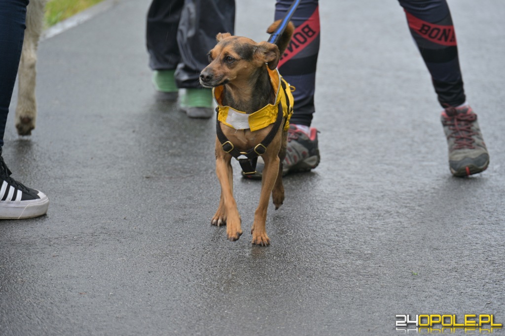 Rodzinny Dogtrekking 2026