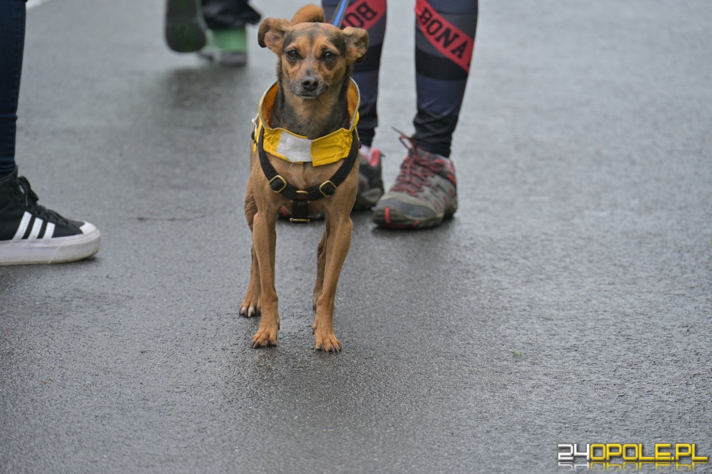 Rodzinny Dogtrekking 2026
