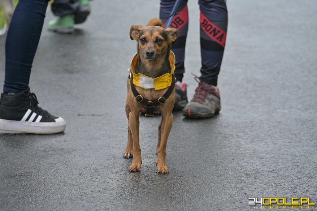 Rodzinny Dogtrekking 2026