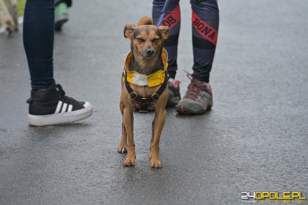 Rodzinny Dogtrekking 2026