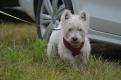 Rodzinny Dogtrekking 2026