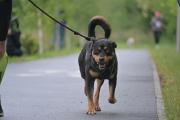 Rodzinny Dogtrekking 2026