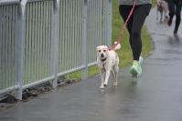 Rodzinny Dogtrekking 2026